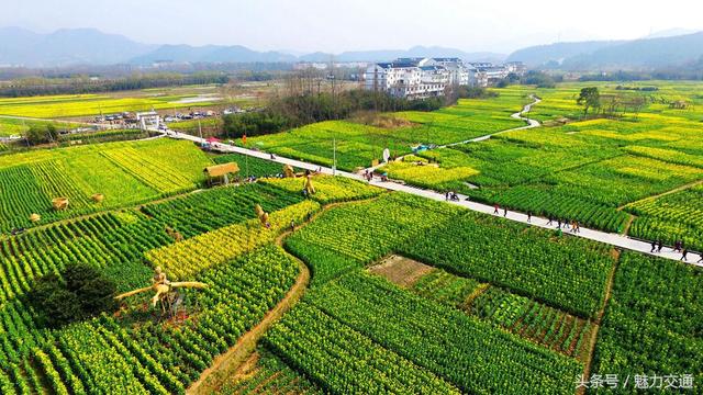 鸟瞰浙江仙居油菜花田景如画