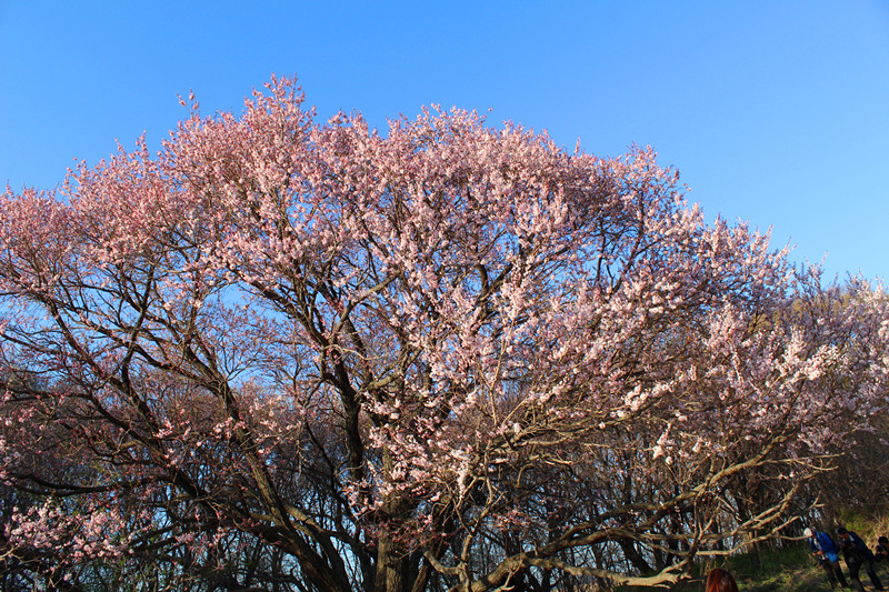 IMG_6240_副本