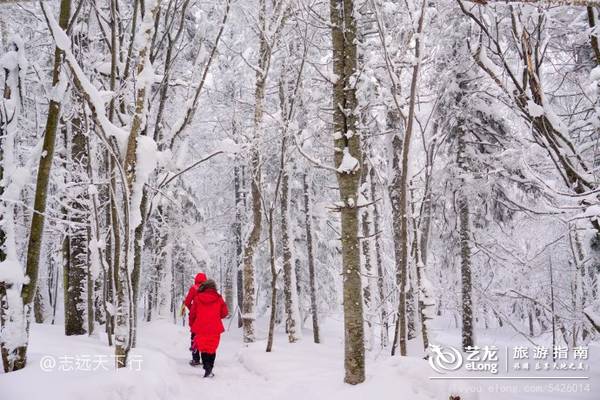 关于冬天想去东北雪乡游玩大家关心的一些问题，统统帮你们想到了
