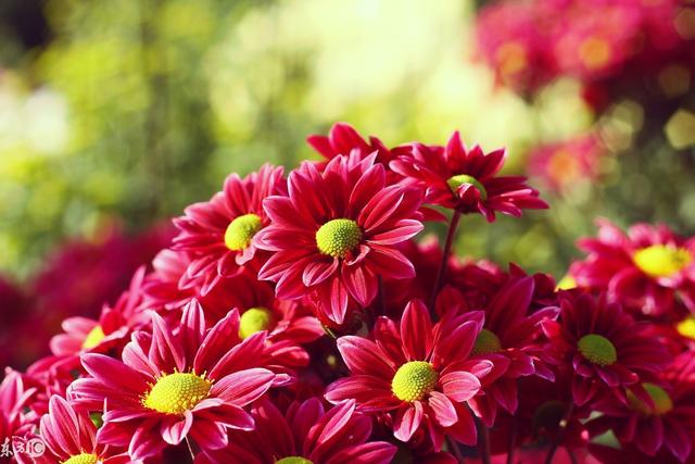 小诗：菊花