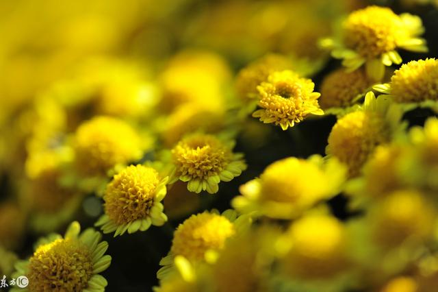 小诗：菊花