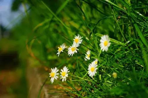 小诗：菊花